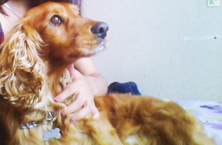 Se llama Tobhias pero entiende muy bien por Toby, tiene 7 años de edad y esta buscando pareja.
Es muy noble , le gusta jugar con los perros, no es agresivo con los perritos....
Es fiel , cariñoso, compresivo, virgen y ademas muy romantico! 
Le gusta escuchar a Luis Miguel! ;)
LLAMENLE! ;)